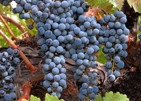 zinfandel-wine-grapes-charlette-miller